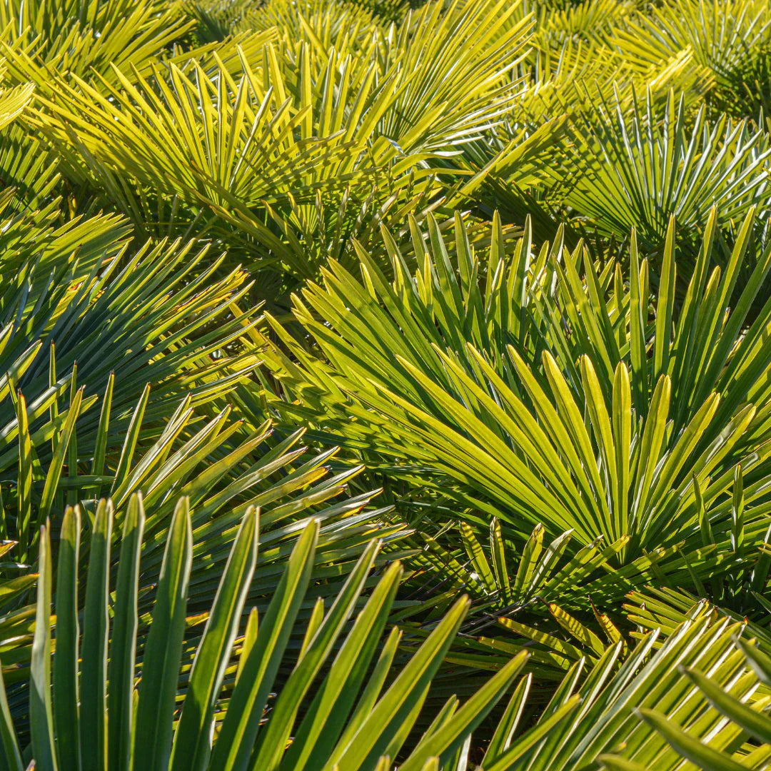 Saw Palmetto